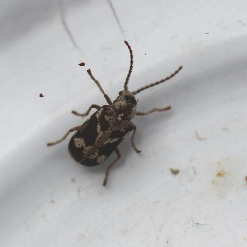 Réf. 142 759 : Ptinomorphus imperialis