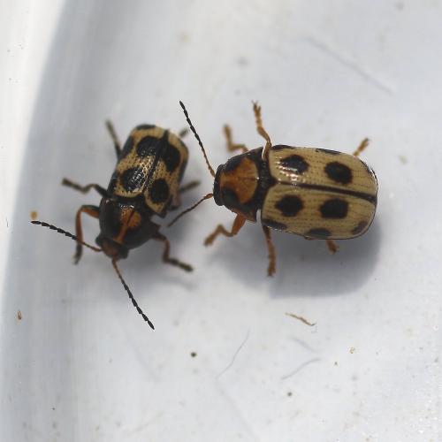 Réf. 142 767 : Cryptocephalus decemmaculatus