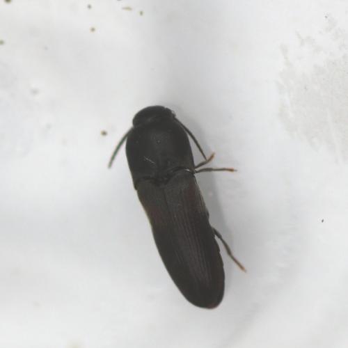 Dromaeolus barnabita