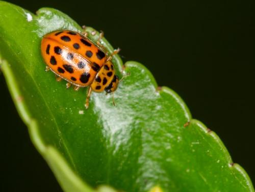 Anisosticta novemdecimpunctata