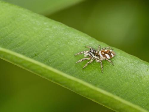Salticus sp.