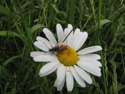 Stenopterus rufus