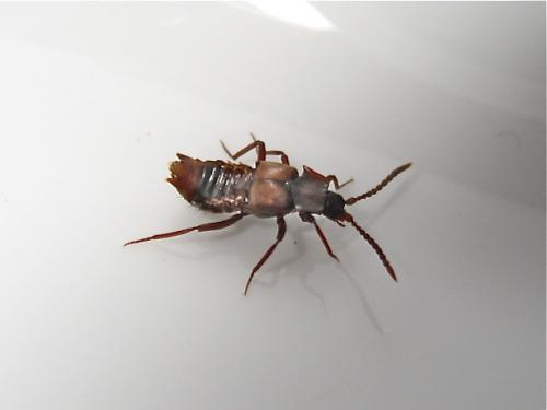 Réf. 142 648 : Lomechusa emarginata