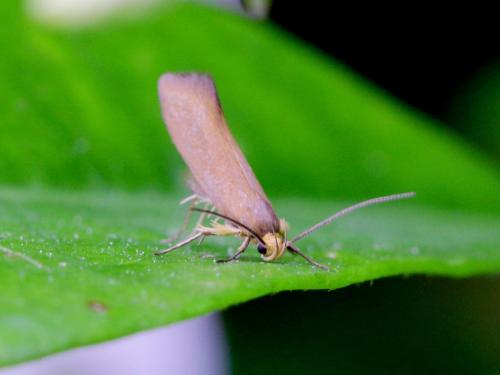 Crassa unitella