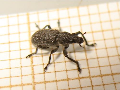 Réf. 142 017 : Coelositona cambricus