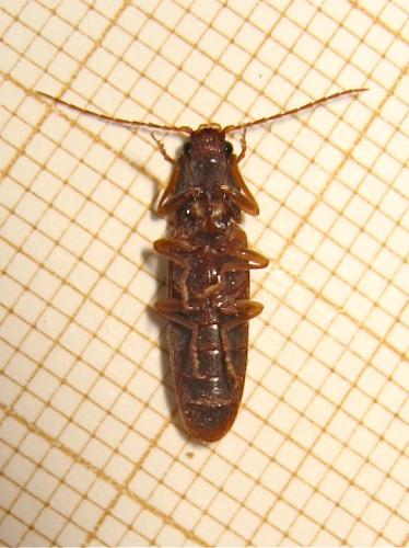 Réf. 142 051 : Athous campyloides