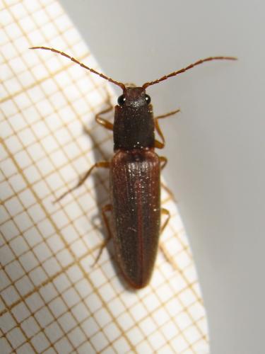Réf. 142 050 : Athous campyloides