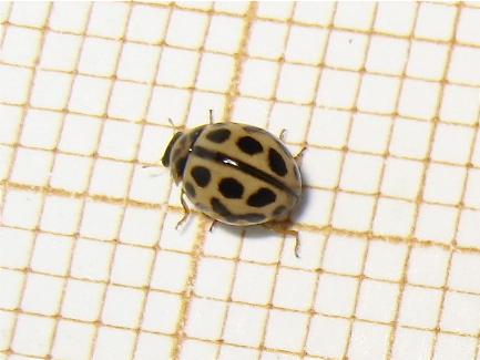 Tytthaspis sedecimpunctata