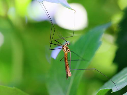 Nephrotoma flavescens