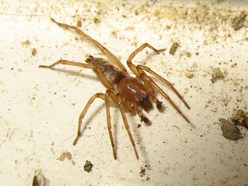 Réf. 142 070 : Clubiona terrestris