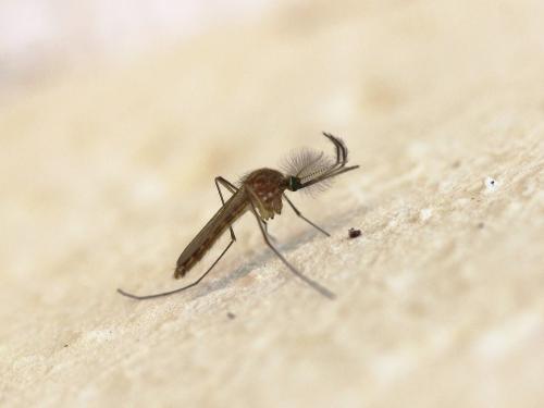 Réf. 142 135 : Culex sp.