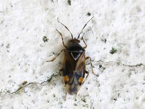 Deraeocoris flavilinea