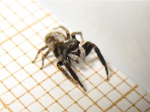 Réf. 142 270 : Pseudeuophrys lanigera