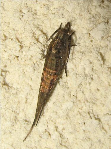 Dilta sp.