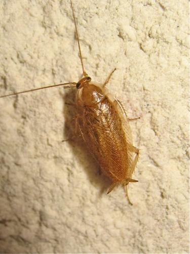 Réf. 142 237 : Ectobius pallidus