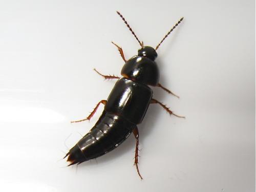 Réf. 142 650 : Tachinus sp.