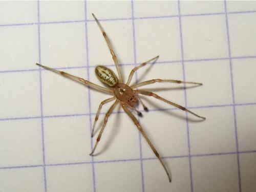 Réf. 142 273 : Enoplognatha sp.