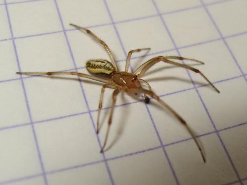 Enoplognatha sp.