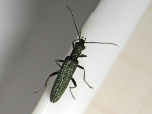 Oedemera virescens