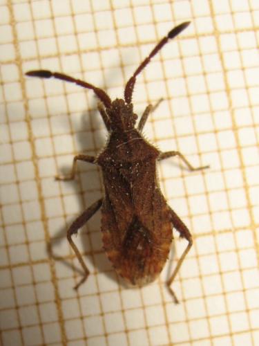 Coriomeris denticulatus