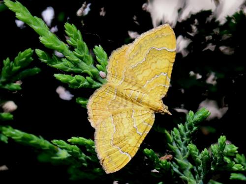 Réf. 142 184 : Camptogramma bilineata