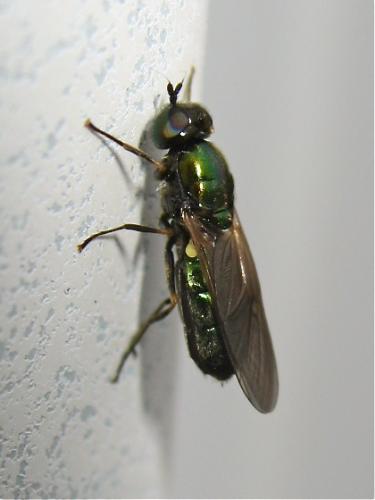 Chloromyia formosa