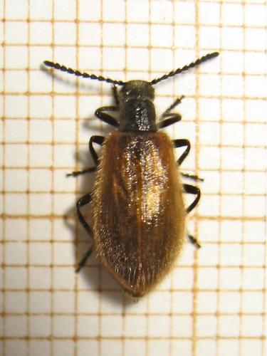 Lagria hirta