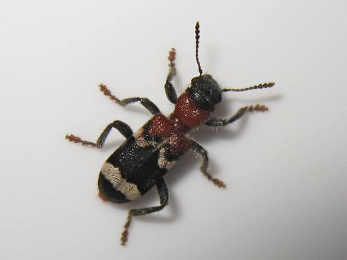 Réf. 142 215 : Thanasimus formicarius