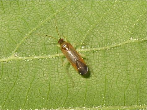 Phylus coryli