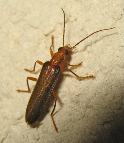 Nacerdes carniolica