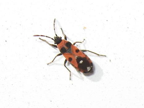 Réf. 142 353 : Horvathiolus superbus