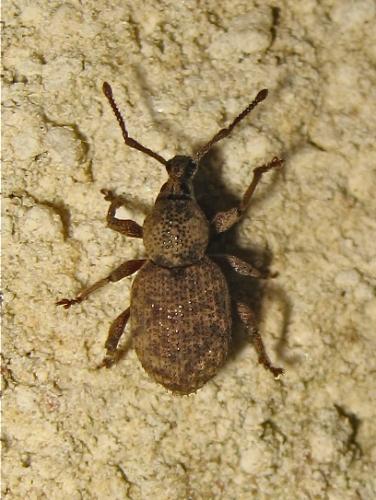 Otiorhynchus sp.