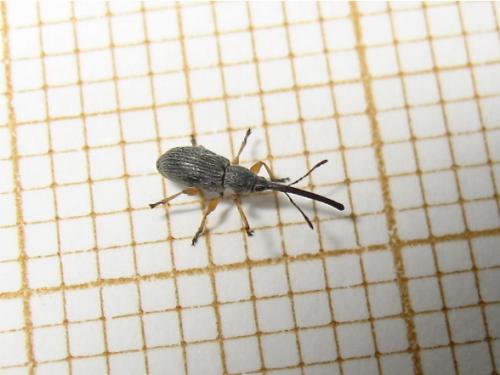 Rhopalapion longirostre