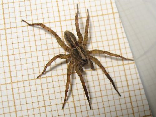 Trochosa ruricola