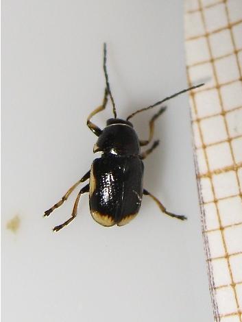 Réf. 142 496 : Cryptocephalus moraei