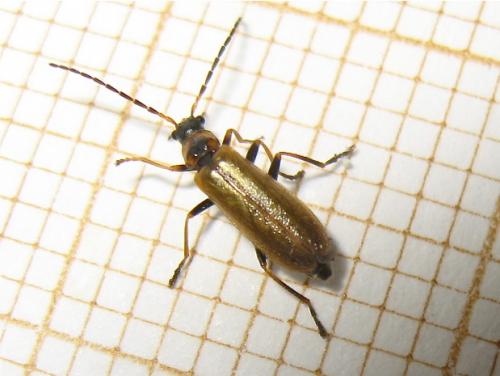 Rhagonycha nigriventris