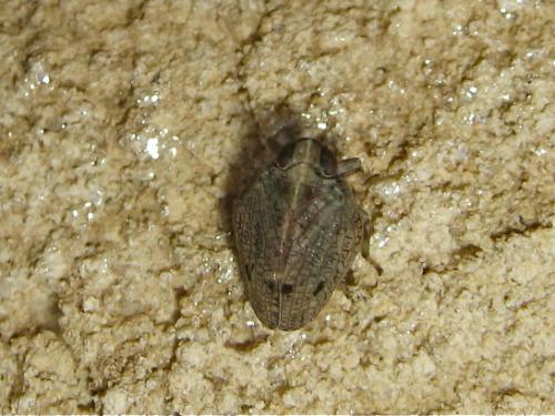 Issus coleoptratus