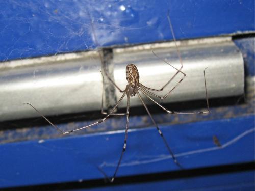 Holocnemus pluchei