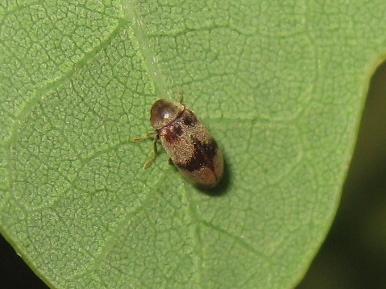 Réf. 142 856 : Ochina ptinoides