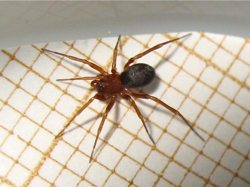 Zodarion sp.