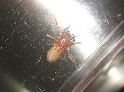 Zodarion sp.