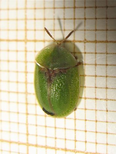 Cassida sp.