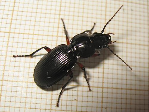 Pterostichus madidus