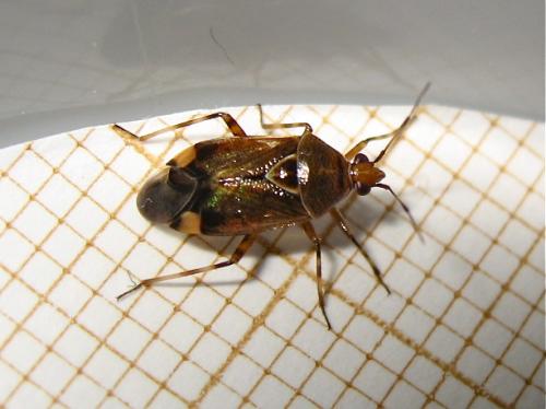 Réf. 142 985 : Deraeocoris flavilinea