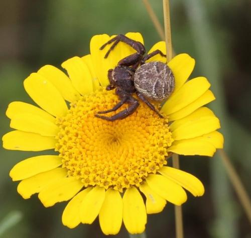 Xysticus sp.