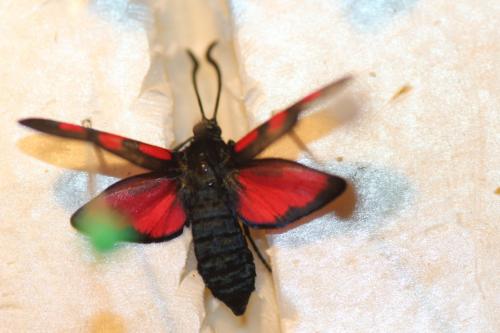 Zygaena sp.