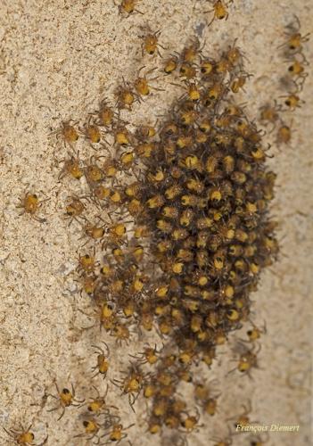 Araneus diadematus