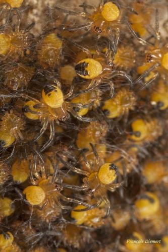 Araneus diadematus