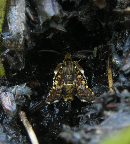 Thyris fenestrella