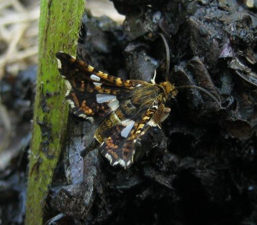 Thyris fenestrella